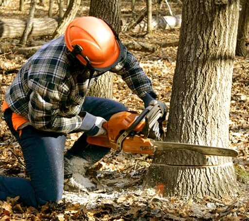 Tree Removal in Mountain Lakes, NJ